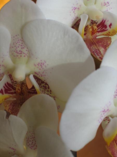 Les orchid�es