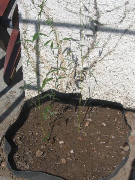 Vivement que �a pousse