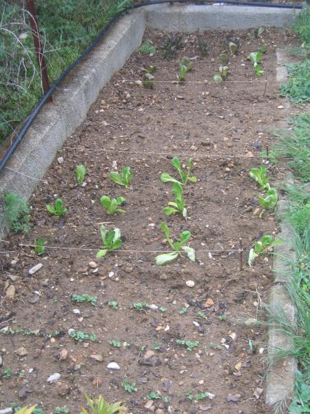 Cot� potager