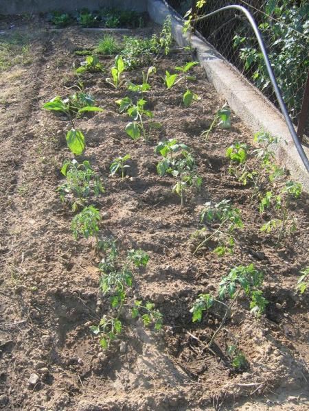 LE POTAGER FIN AVRIL