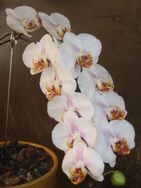 Orchid�e