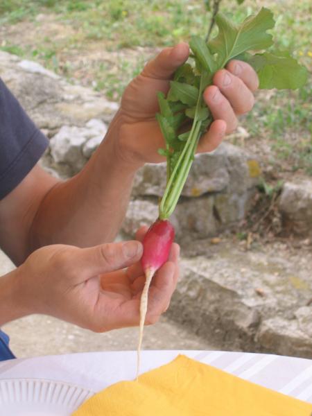 radis du jardin