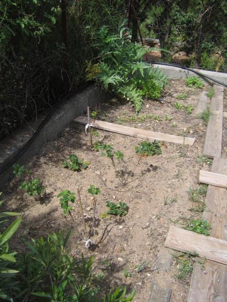 le coin des fruits rouges