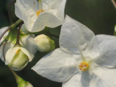 solanum jasminoides