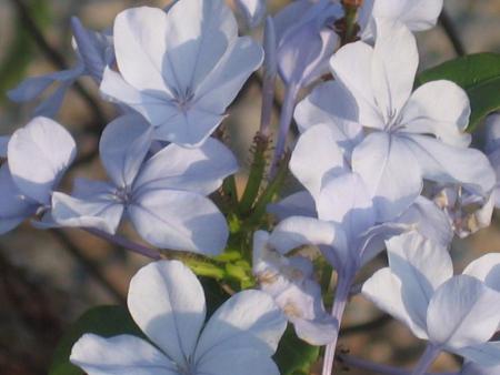 Plumbago