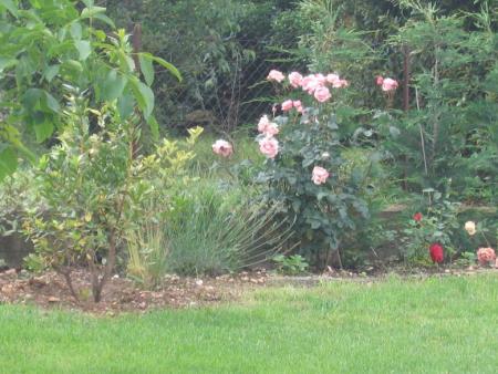 Admirez le beau jardin