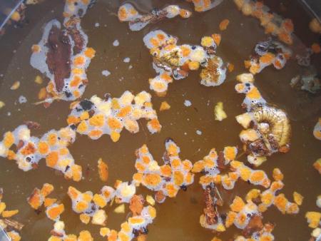 Mai qu'est ce que c'est !!!!