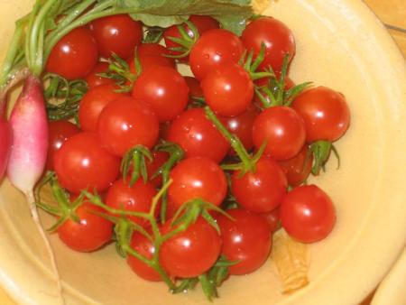 Petit tour dans le potager