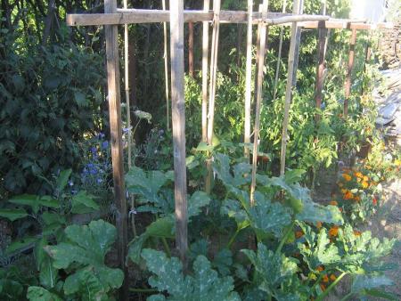 JUILLET - LE POTAGER