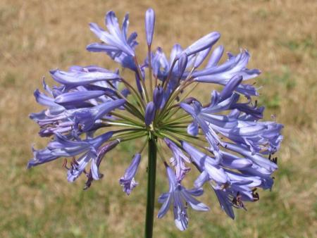 Premi�re agapanthe