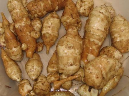 Premiers topinambours